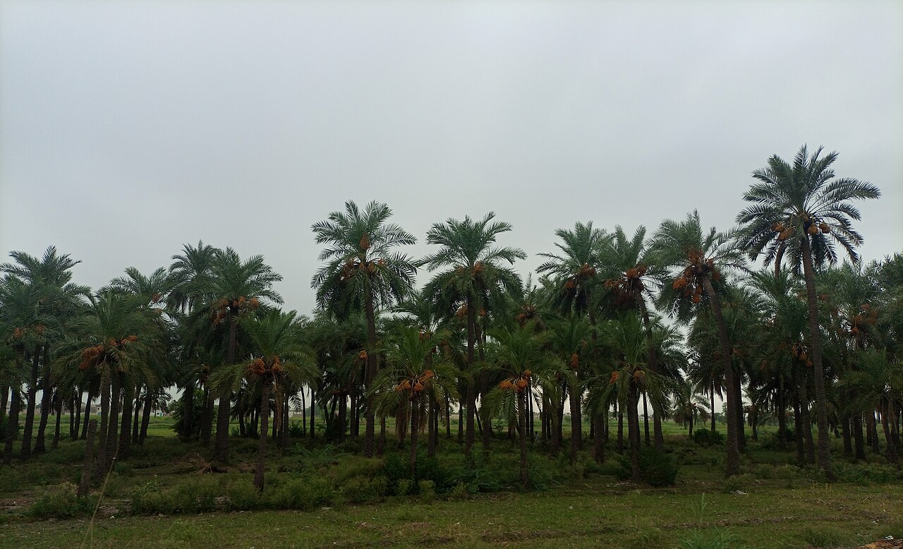 Noll Bagh, Dera Ismail Khan